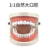 Modelo Oral Modelo Dental Materiales Didácticos para Preescolar Juguetes para Cepillado Infantil Modelo Dental Modelo de Dentadura