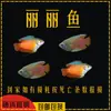 Pez Manlong, Alevines de Agua Dulce, Peces Ornamentales, Fáciles de Criar, Resistentes, Peces Pequeños Que No Necesitan Oxígeno, Pez Lili Pequeño y Colorido, Peces Vivos para Principiantes