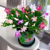 Orquídea Garra de Caranguejo Multicor em Vaso Quatro Estações Classe Doméstica Floração Dupla Mesa de Escritório Varanda Pátio Suculentas Plantas Verdes
