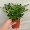 Árvore da Fortuna com Arum de Sete Folhas, Planta Grande em Vaso para Escritório ou Sala de Estar, Absorve Formaldeído e Fácil de Cuidar