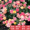 Plántulas de rosa, enredaderas trepadoras, plantas de floración de cuatro estaciones, enredadera, rosa, flor en maceta, flor extra grande, exterior, balcón, plantas verdes