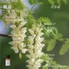 Líquido de Relleno de Aceite Esencial de Plantas de Aromaterapia de 15 ml para Difusor de Piedra de Yeso, Adornos Aromáticos, Especializado para Uso en Interiores, Fragancia de Alta Gama y Larga Duración