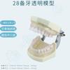 Modelo de 28 Dentes, Modelo de 32 Dentes, Modelo Dentário, Modelo Oral, Serviço Completo para Ensino e Explicação em Clínicas Odontológicas
