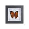 Marco de Vidrio Moderno Sencillo para Espécimenes de Mariposa Sala de Estar Regalo Pintura Decorativa Marco de Espécimen