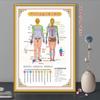 Centro de saúde de medicina chinesa Voltar Fisioterapia Quadro de parede Fluxo Meridiano Draga Meridiana Pintura decorativa Cartaz de campanha