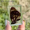 Espécime de borboleta real espécime de inseto cola de cristal resina transparente ornamentos pequenos criativos jardim de infância atrações turísticas venda quente