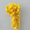 Linterna de Flor Eterna Fruta en stock para venta al por mayor, fruta de gelatina, flor de campanilla de viento, decoración de hotel y casa de huéspedes, arreglos florales, materiales florales para bodas