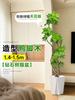 Planta Verde Grande para Sala de Estar con Forma de Pata de Pato, Planta en Maceta de Interior de Fácil Mantenimiento, Planta Verde Perenne de Pie para Oficina para Todas las Estaciones