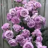 Planta de Rosas para Balcón con Semillas de Rosa, Rosas en Maceta de Fragancia Fuerte Todo el Año, Plantas de Flores Extra Grandes para Balcón y Patio
