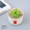 Set de plantas suculentas para principiantes, fáciles de cuidar, plantas pequeñas tolerantes a la sequía, decoración de escritorio de oficina, decoración de ventana de balcón