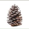 Decoración de árbol de Navidad con piñas de pino teñidas de blanco, flores secas, materiales creativos de bricolaje, pino cedro, pinus tabulaeformis, pino americano teñido con piñas de pino blancas