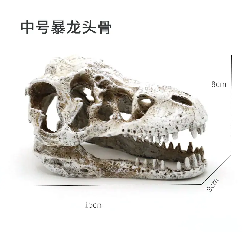 中号暴龙头骨