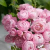 Plántulas de Rosa Gypsophila Ultra Finas, Plántulas de Rosas Florecientes, Florales de Maceta de Cuatro Estaciones, Plantas Trepadoras, Rosales y Plantas Verdes