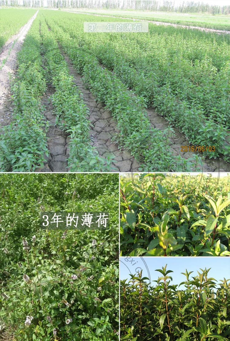 薄荷精油详情页7