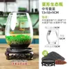 Acuario Ecológico Acuario Hierba Acuática Micro Paisaje a Hoja Huevo de Dragón Vidrio Planta Verde diy Pequeño Hidropónico Casero de Escritorio