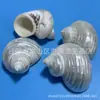 Caranguejo Ervilha Concha de Reposição Concha Natural de Concha Artesanato Aquário Tanque de Peixes Pequeno Caracol Luminoso Descascado Pequeno Caracol Verde
