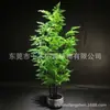 Samambaia simulada cavalinha samambaia combinação de planta verde árvore de capim persa simulada árvore falsa planta verde em vaso decoração de casa