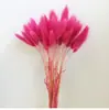 Liquidação de Fábrica Flores Secas de Yunnan Capim Rabo de Coelho Flores Reais Capim Rabo de Raposa Amazon Flores Imortais Capim Rabo de Coelho Flores Secas