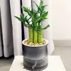 Planta de Vaso Bambu Lótus Festival das Flores Jie Jie Gao Desktop Hidropônico Planta Verde Fácil de Cuidar Bambu Wenchang Bambu Rico Sala de Estar Planta de Interior