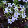 Plántulas de Flor de Oxalis de Hoja Morada, Bulbos de Trébol de Hoja Verde, Hierba Frita, Mariposa Morada, Plantas de Follaje para Balcón Interior y Patio