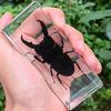Envío Transfronterizo de Especímenes Reales de Insectos, Especímenes de Resina Acrílica, Adornos de Especímenes de Animales Pequeños en Resina, En Stock para Entrega Rápida