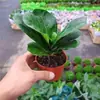 Figueira-lira em Vaso para Interior, Planta de Folhas Grandes para Sala de Estar e Escritório, Fácil de Cuidar, Flor Nórdica que Absorve Formaldeído em Todas as Estações