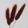 Capim Rabo de Coelho Seco, Flores Preservadas para Decoração de Casa, Decorações de Natal, Materiais Florais DIY, Atacado de Fabricante de Yunnan, em Estoque