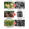 Dropshipping Madreselva joven en maceta, flores comestibles, planta trepadora de aroma intenso, madreselva para balcón o patio