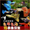 Peixe Guppy, Peixe Tropical, Peixe Ornamental Pequeno, Reprodução, Fêmeas Grávidas, Prontas para Dar à Luz, Fácil de Criar, Resistente e de Vida Longa, Guppies