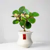 Pequeno Bonsai de Planta Bodhi Verde em Vaso com Frutos Árvore Bodhi Vaso de Cerâmica Ornamento Zen Chinês para Desktop Fácil de Cultivar