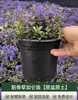 Camas de Flores, Plantas Verdes y Arreglos Florales para Paisajismo de Patios, Diseño de Jardines con Plantas Resistentes, Renovación de Patios y Balcones de Villas