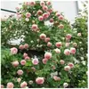 Rosas Trepadoras de 1.5 m con Aroma Fuerte, Plantas Trepadoras para el Jardín, Rosas en Maceta de Floración Multitemporada que Florecen Todo el Año