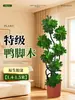 Planta de Madera Patas de Pato para Sala de Estar, Planta de Interior Grande en Maceta de Alta Gama, Madera Patas de Pato de Pie Elegante y Sofisticada