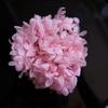 Hortensia Inmortal a Granel Hortensia Anna a Granel Pétalo Flor Seca Flor Inmortal Material Hecho a Mano Decoración Accesorios de Regalo