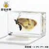 Artesanías de especímenes, insectos reales, escarabajo ciervo, escorpión, escarabajo, araña, regalos de enseñanza de ciencias biológicas, adornos de resina
