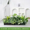 [Série Hc-An7] Caixa de Flores de Planta Verde Simulada Decoração de Sala de Estar Interna Janela de Chão a Teto Paisagismo Fotografia de Casamento Estrada