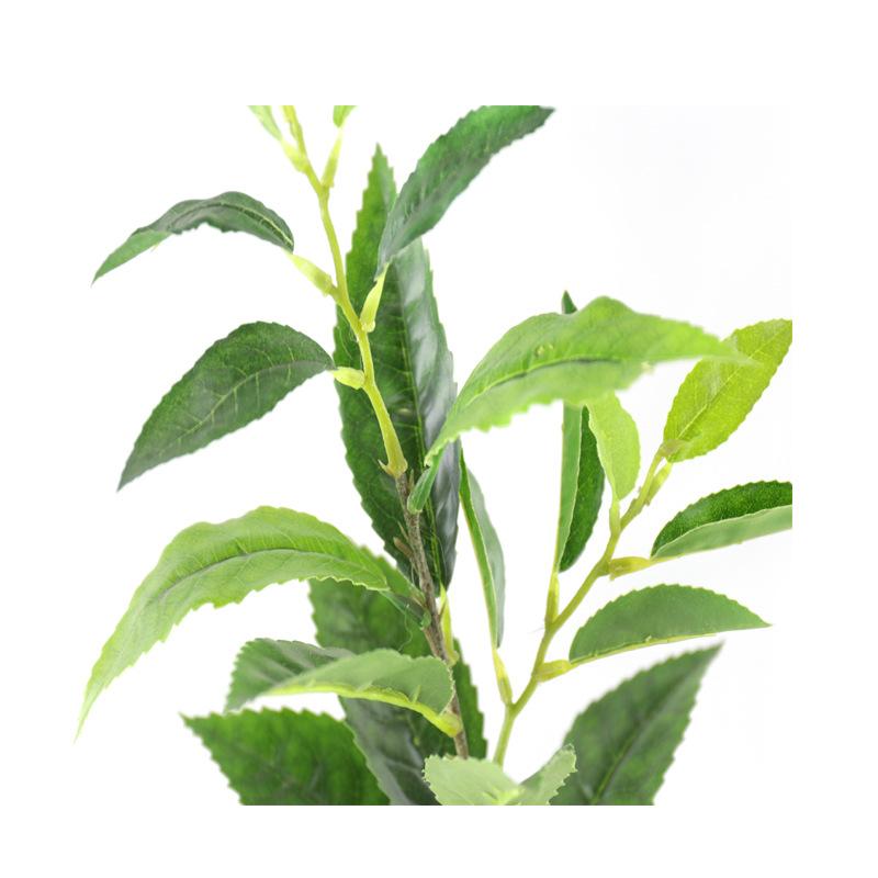 XRB-128 单枝福鼎大白茶叶 (3).jpg