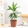Planta Real Verde de Bambu Lily, Planta Grande de Chão para Sala de Estar Interna, Estilo Luxo Leve, Fácil de Cuidar, Sempre Verde o Ano Todo, Planta Verde Popular, Fácil de Manter