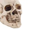 Especimen de Cráneo Médico Molde Médico Cráneo de Resina Halloween Accesorios de Calavera Manualidades Modelo de Calavera