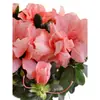 Plántulas de Rododendro Plantas en Maceta con Capullos Interior y Exterior Balcón Fácil de Cultivar Florales Perenne Todo el Año Balcón Patio