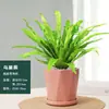 Helecho Nido de Pájaro en Maceta - Planta Pequeña Purificadora de Aire para Interiores, para Oficina, Perenne y Fácil de Mantener, Planta Verde Tolerante a la Sombra