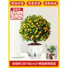 Plántulas de Árbol de Kumquat, Plantas en Maceta, Comestible con Piel Crujiente, Naranjas de Cuatro Estaciones, Flores de Interior y Plantas Verdes para la Sala de Estar, Enviado con Fruta