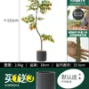 Habitat de folha de glicínia planta verde artificial alto padrão luxo leve interior sala de estar chão árvore falsa biônica planta em vaso