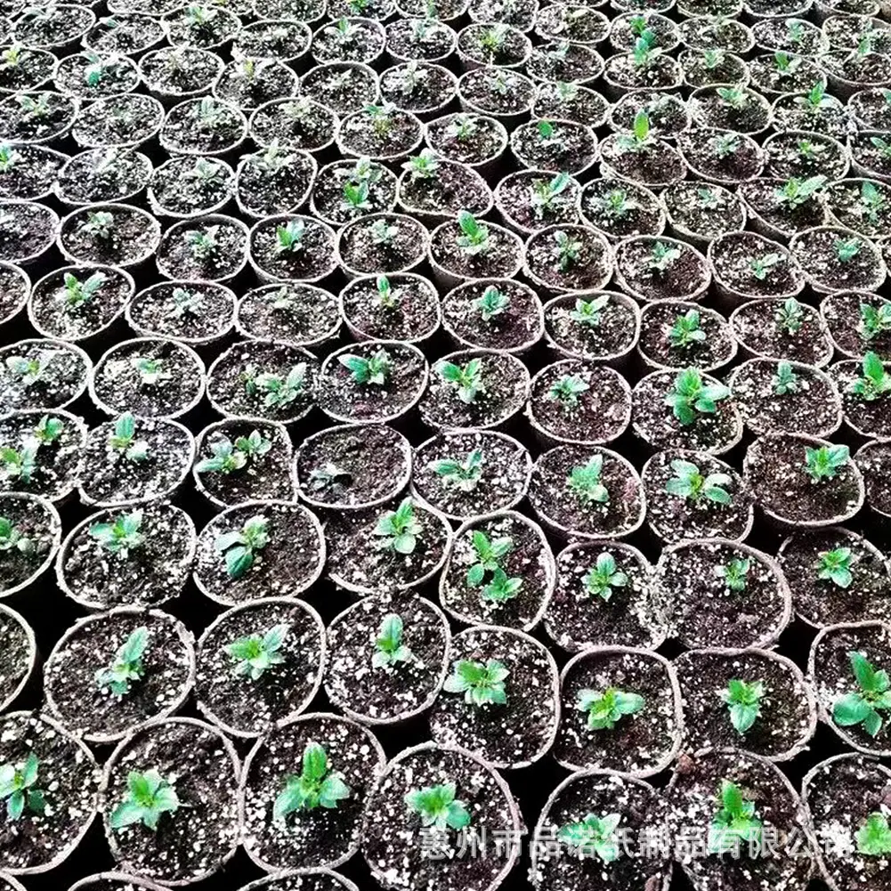 详情9