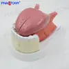 Lengua Humana Simulada y Modelo de Lengua Modelo de Anatomía Muscular Oral Especimen Médico Oral Clínica Digestiva Interna