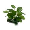 Decoración de Paisajismo para Acuario, Hojas de Hierba Acuática Simuladas, Madera Flotante, Plantas Simuladas, Adornos de Algas Marinas, Hojas de Seda Simulada, Decoración de Acuario