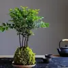 Plantas pequeñas en maceta bola de musgo, helecho esparrago, planta en maceta princesa verde, ciprés rojo, cocotero mini, helecho esparrago, pino, cálamo, plantas hidropónicas