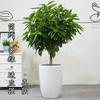 Árvore da Paz em Vaso para Interior Sala de Estar Árvore da Felicidade em Vaso Planta Grande Planta Perene Verde Frete Grátis Liquidação de Tronco Velho