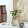 Ins Jiuli Escandinavo Planta Verde Fragante en Maceta Florales Oficina Sala de Estar Escritorio Interior Adornos Purificar el Aire y Eliminar Formaldehído