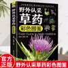Identificação de Campo de Ervas Medicinais com Ilustrações Coloridas, Identificação Fácil de Ervas Medicinais Chinesas de Uso Comum, Plantas Originais, Livro de Saúde da Medicina Tradicional Chinesa